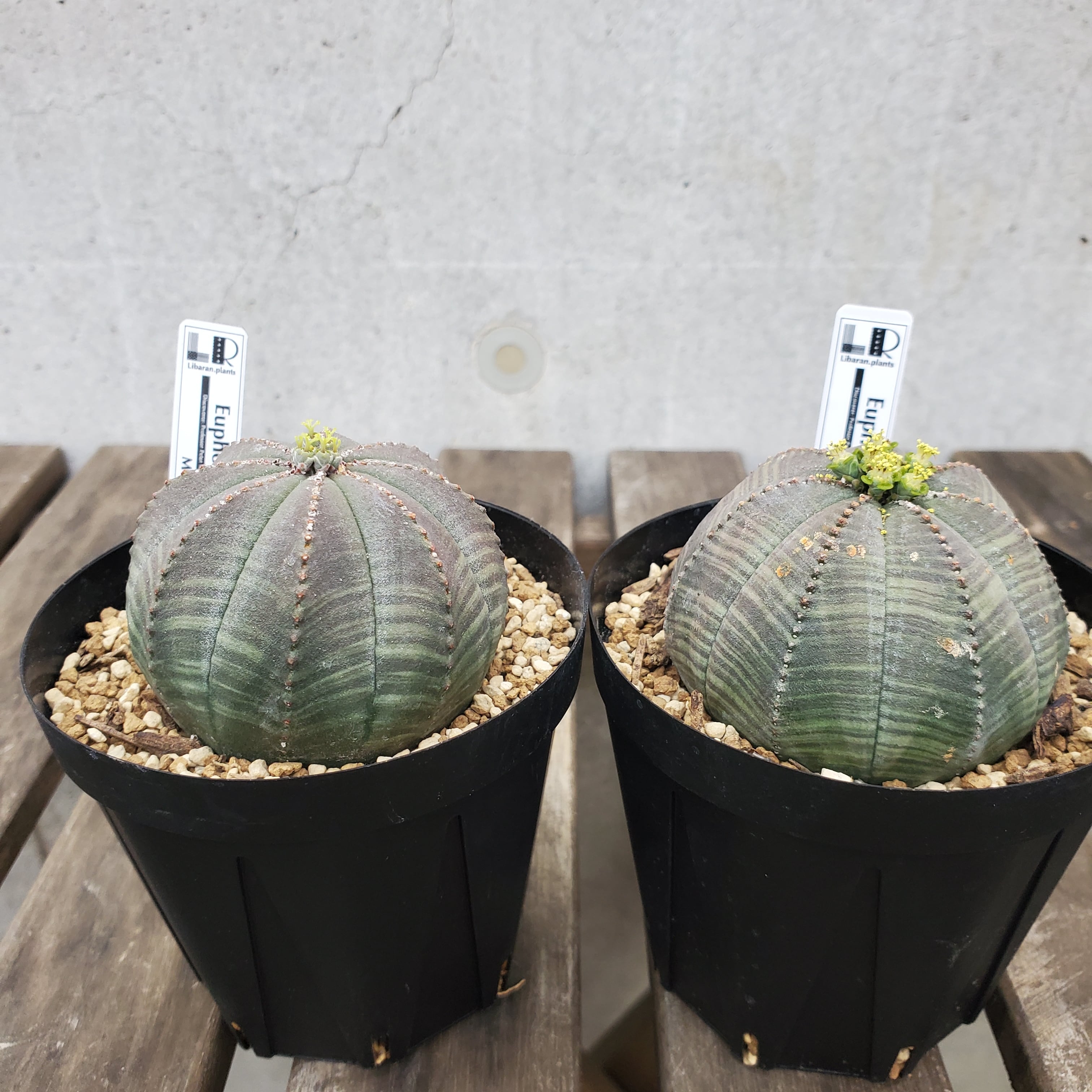 イタリア実生株】オス Euphorbia obesa ユーフォルビア オベサ