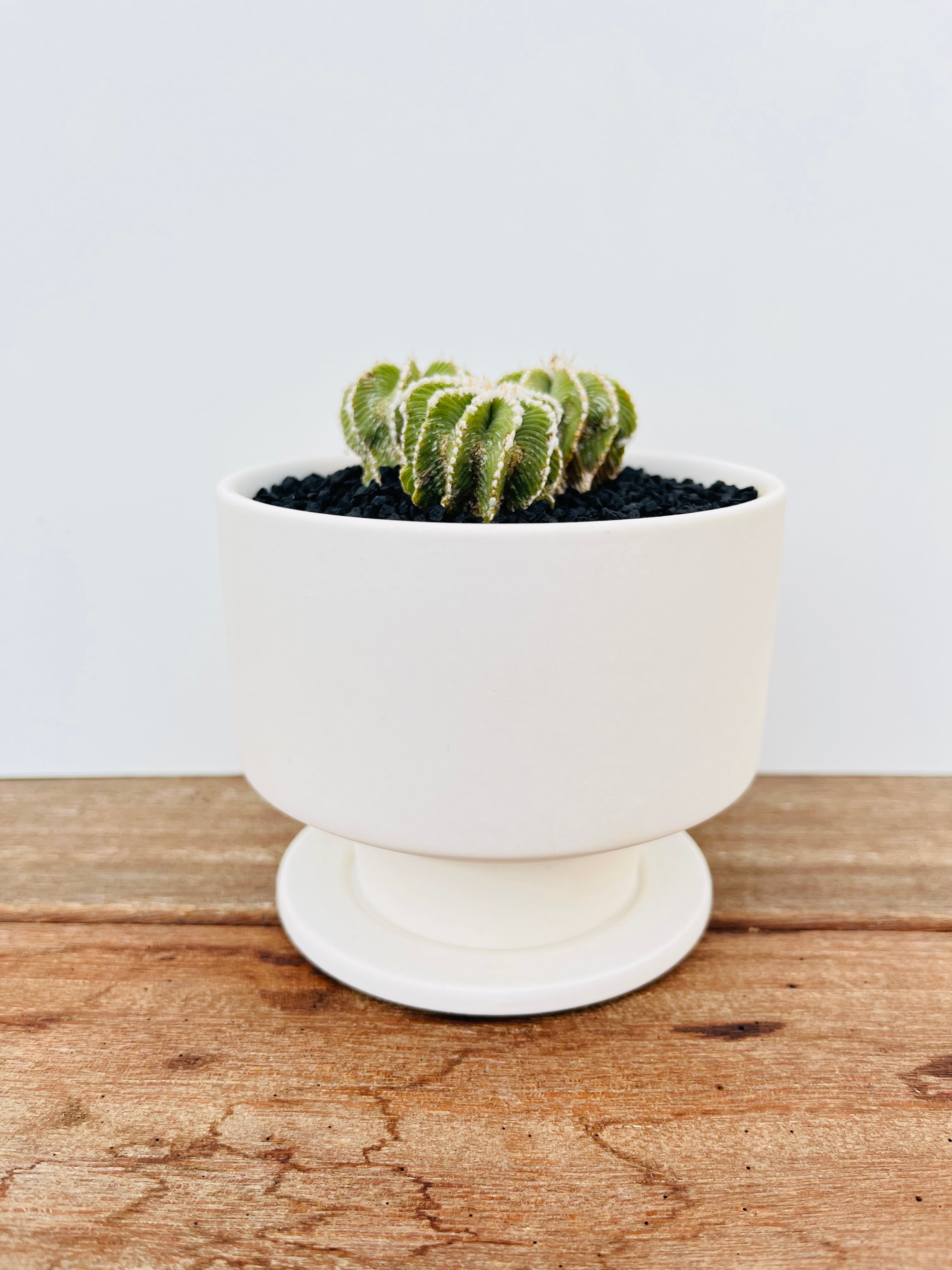 Aztekium hintonii アズテキウム ヒントニー サボテン | plants MARU
