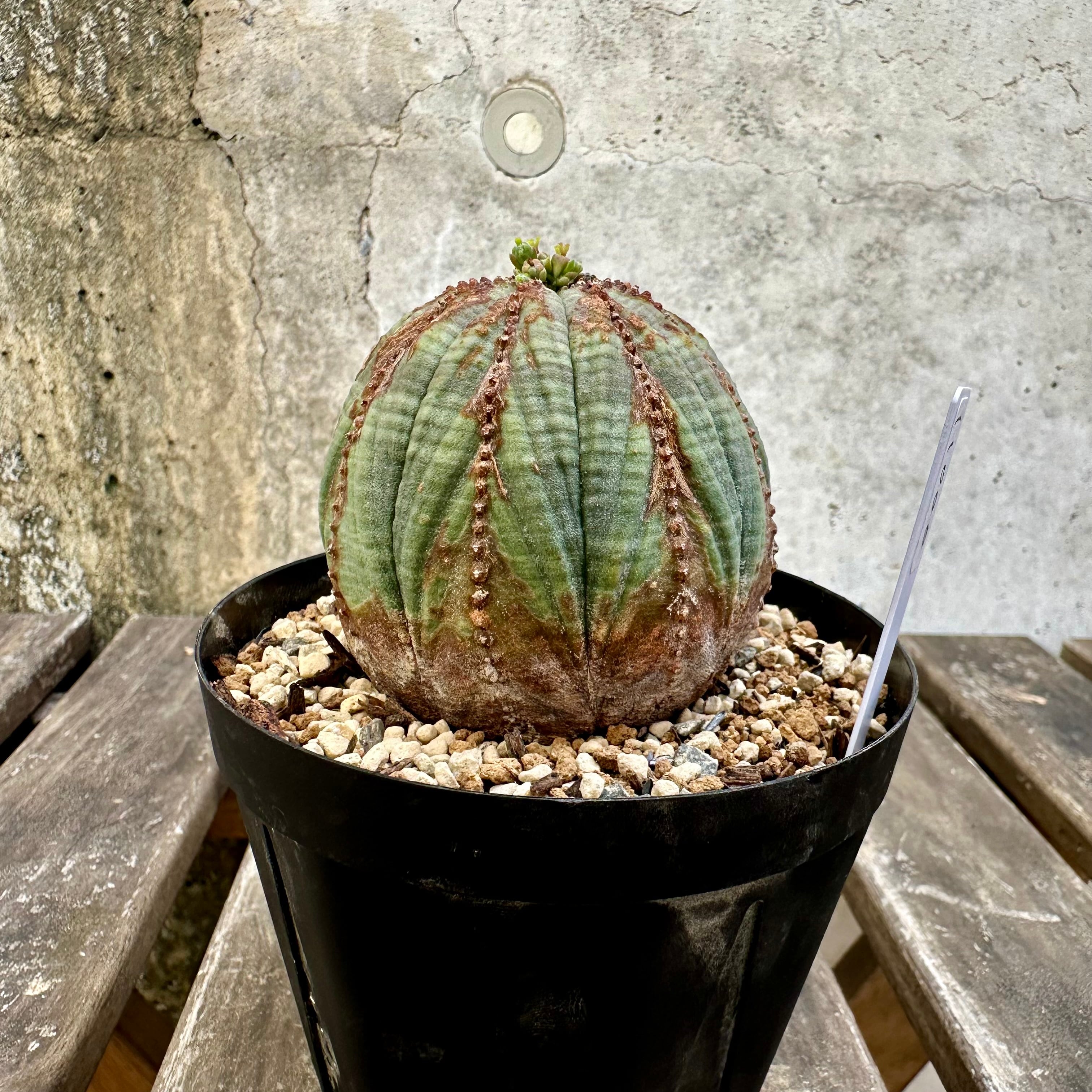 木質化】メス株 Euphorbia obesa ユーフォルビア オベサ