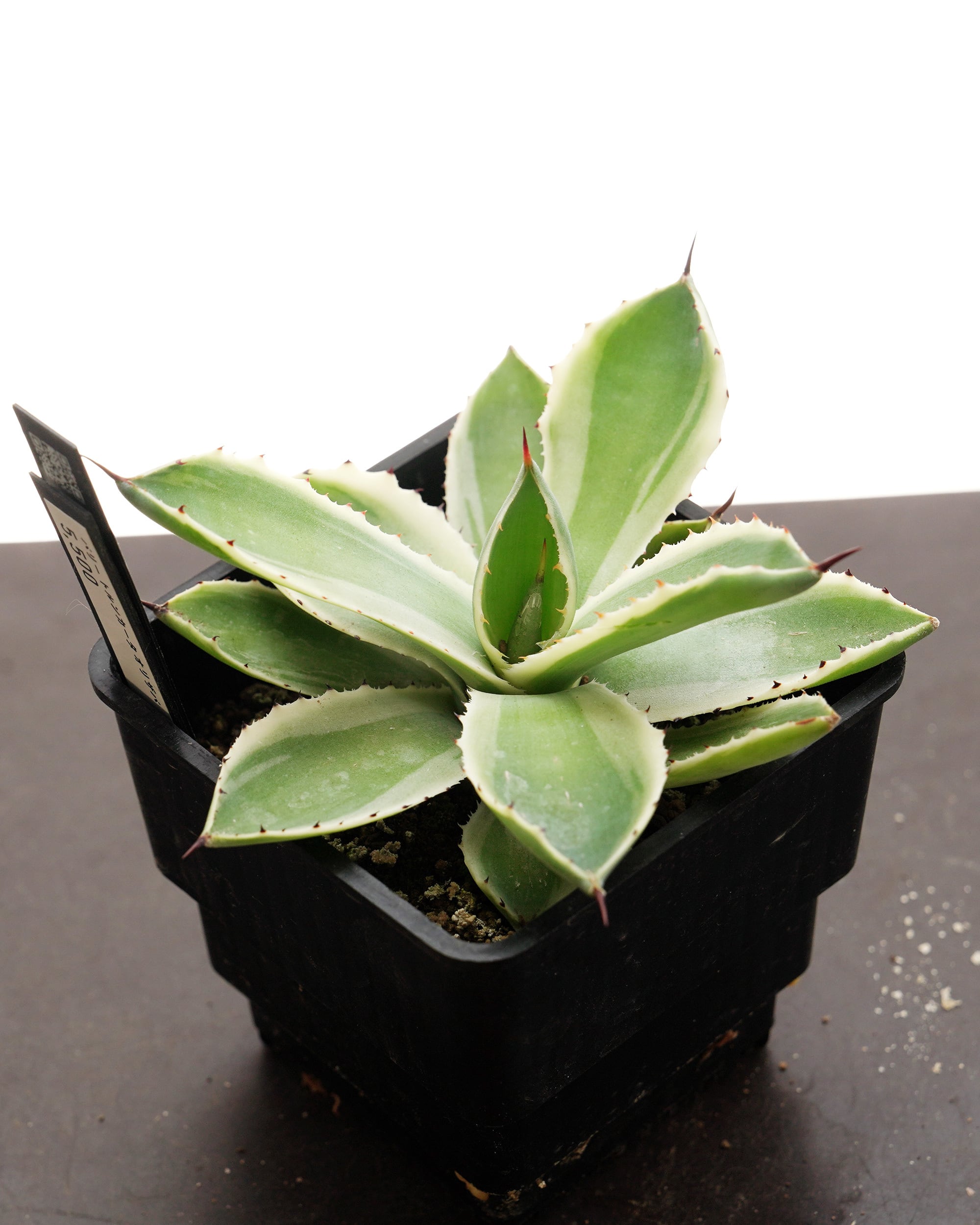 抜き苗 パリー トルンカータ オリザバ Agave parryi var.truncata