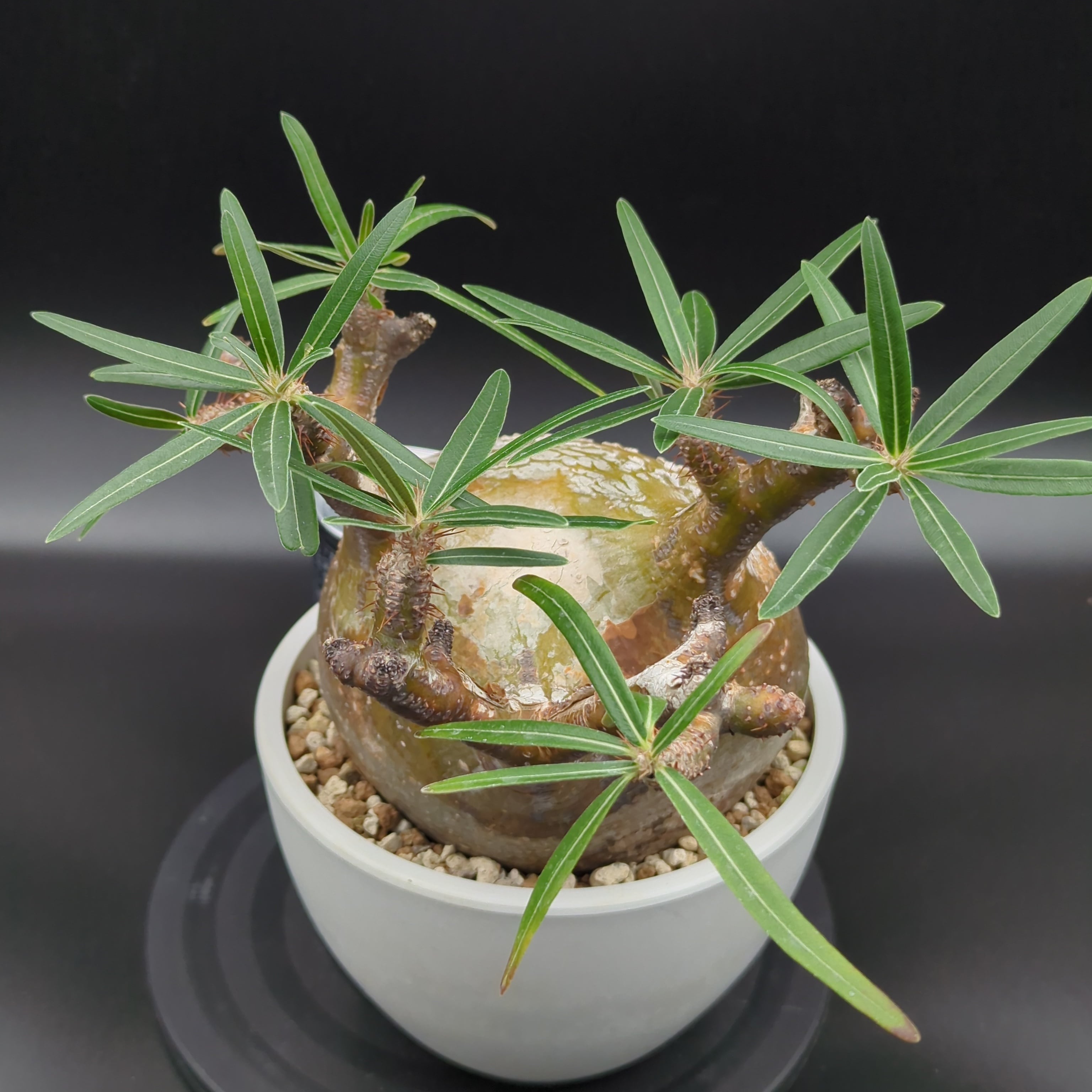 発根済】【現地球】パキポディウム グラキリス | BRIDGE GARDEN