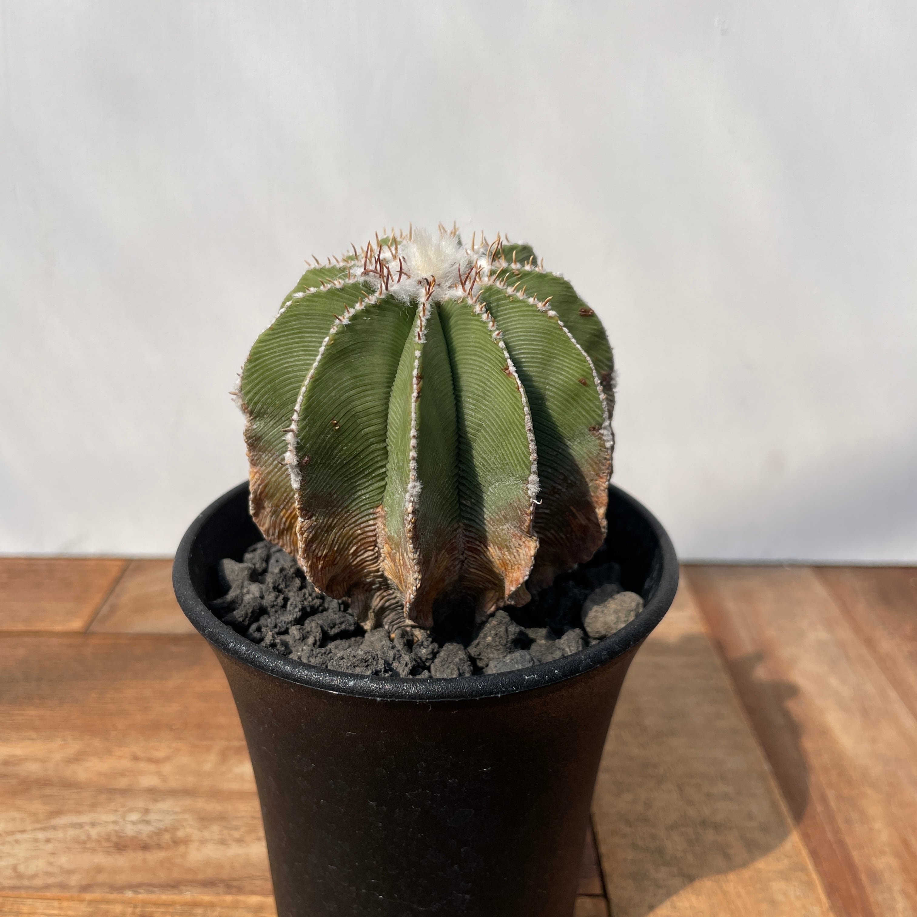Aztekium hintonii【アズテキウム・ヒントニー・カキ仔】 | RIMO'S
