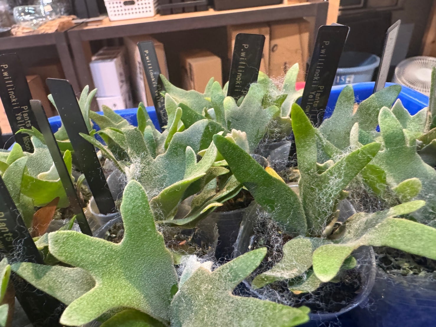 ビカクシダ ウィリンキー イエロームーンドワーフ P. willinckii