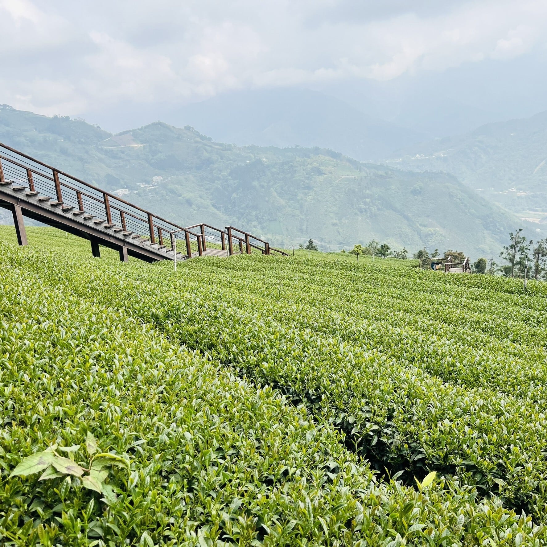 高山紅茶(こうざんこうちゃ）HIGH MOUNTAIN BLACKTEA ティーバッグ 2P
