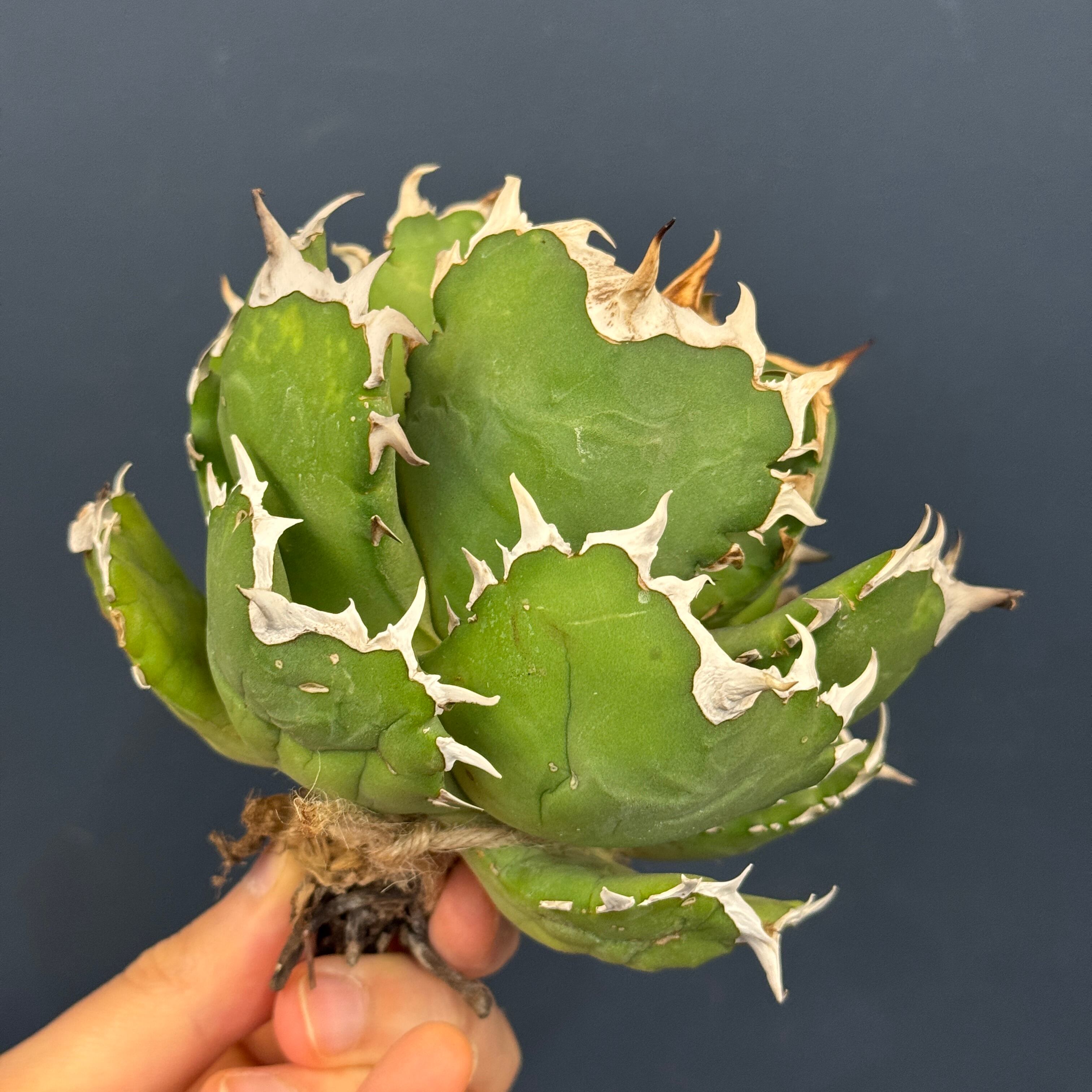 アガベ チタノタ クイーン【684】 | PROTOLEAF プロトリーフ