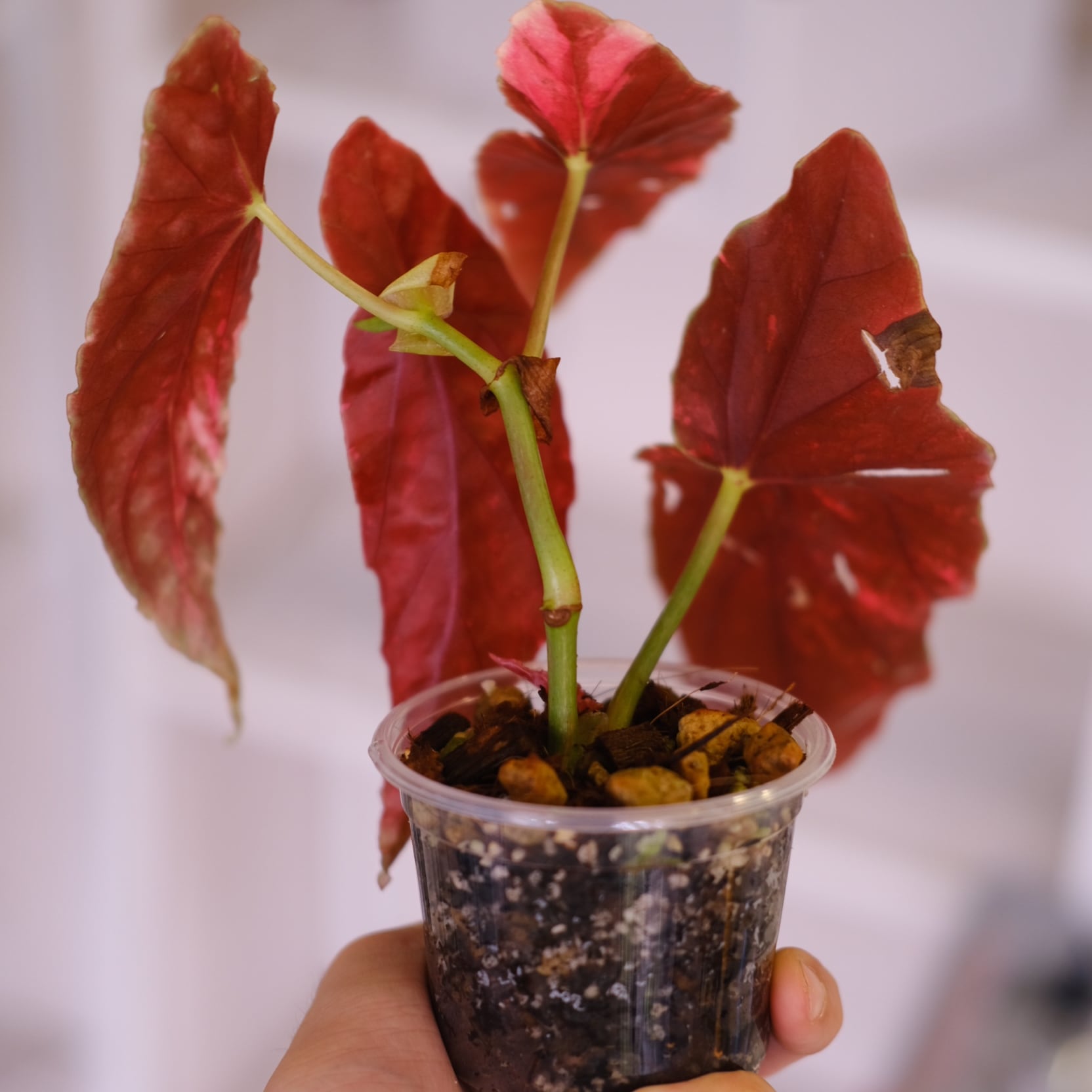 Begonia maculata variegata 'Pink'｜ベゴニア マクラータ ピンク