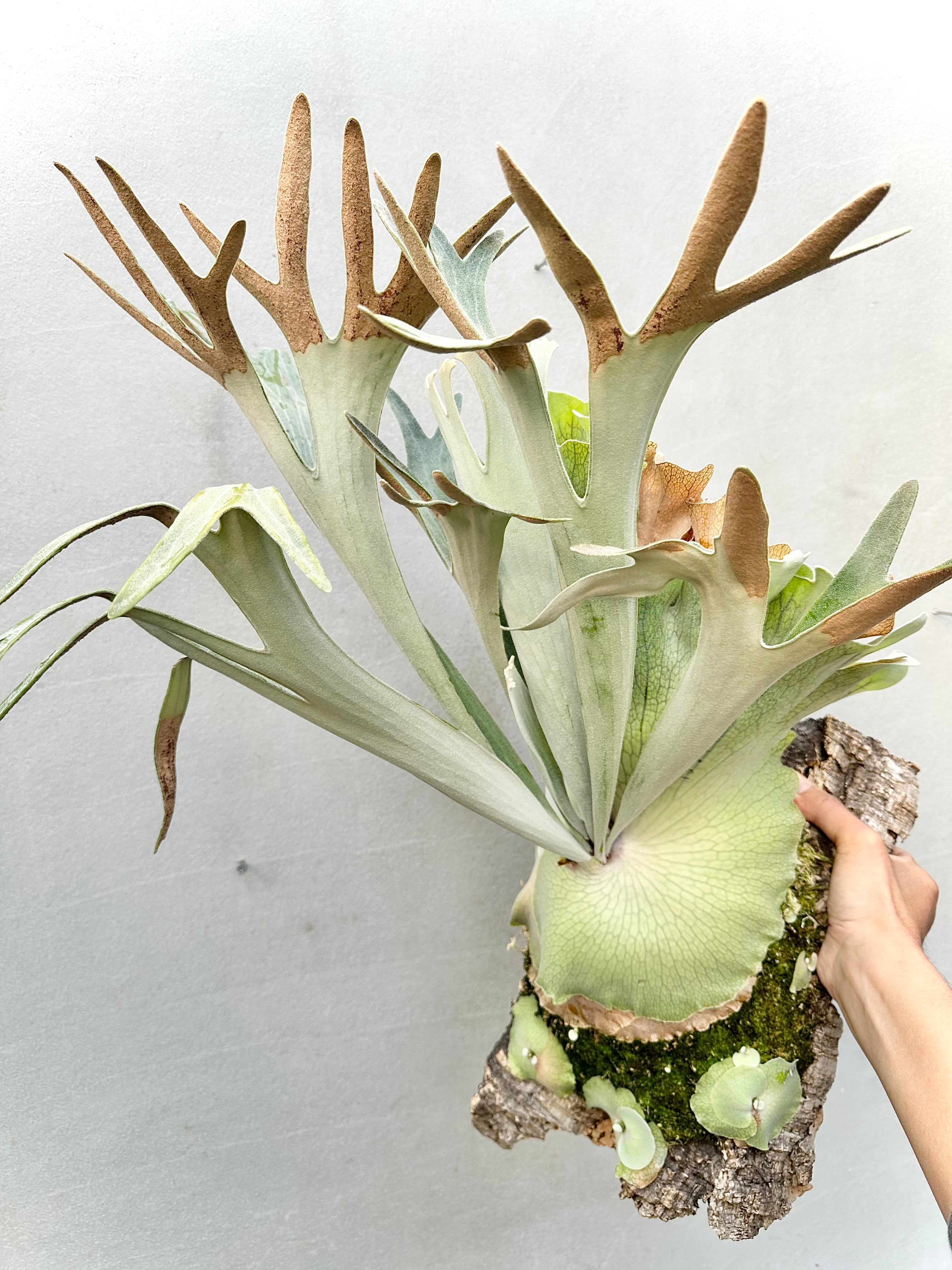 P. hillii 'Dragon Scale' ビカクシダ ヒリー 'ドラゴンスケール