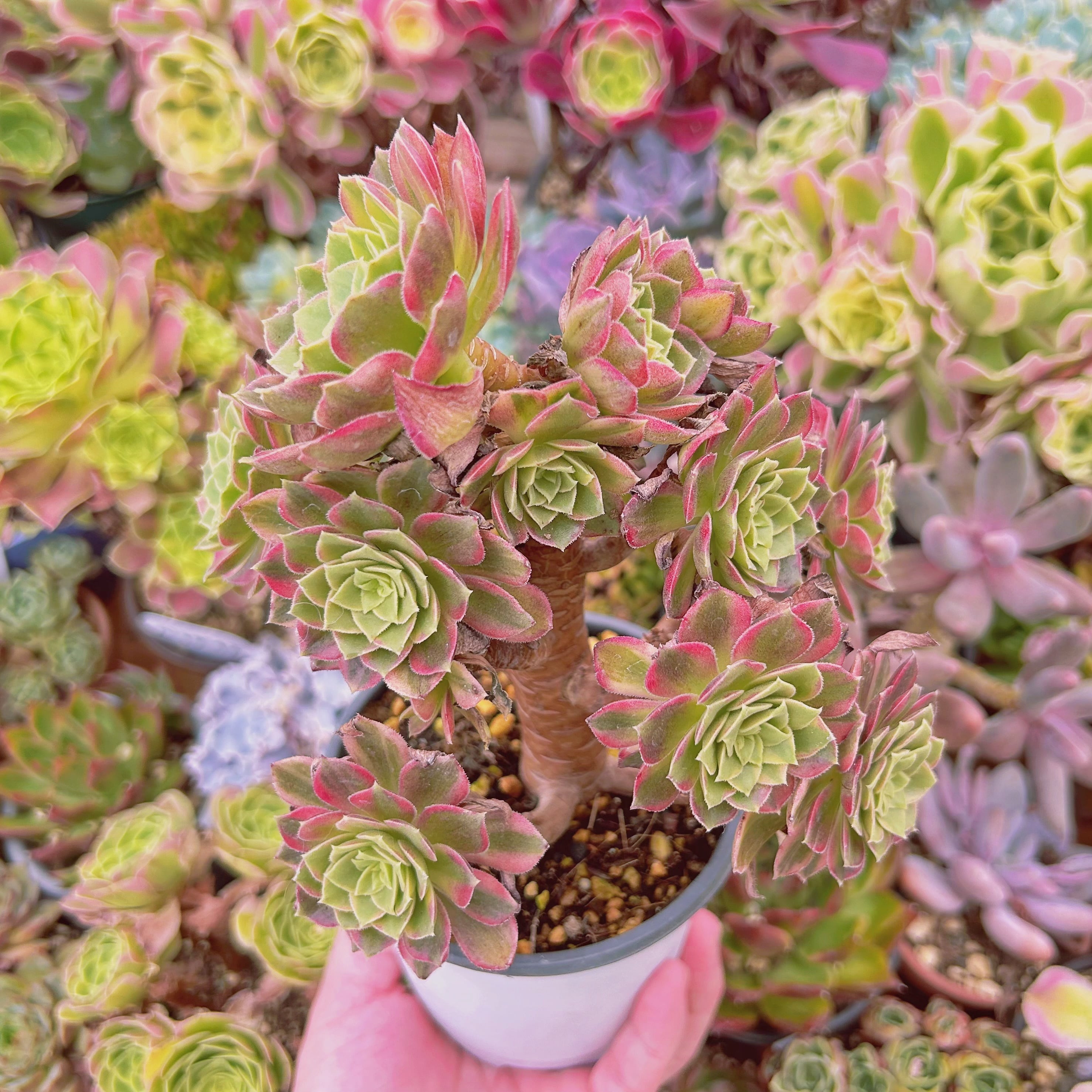 801現物 多肉植物 フェスティバル錦 特大群生 抜き苗 | るる農園~多肉