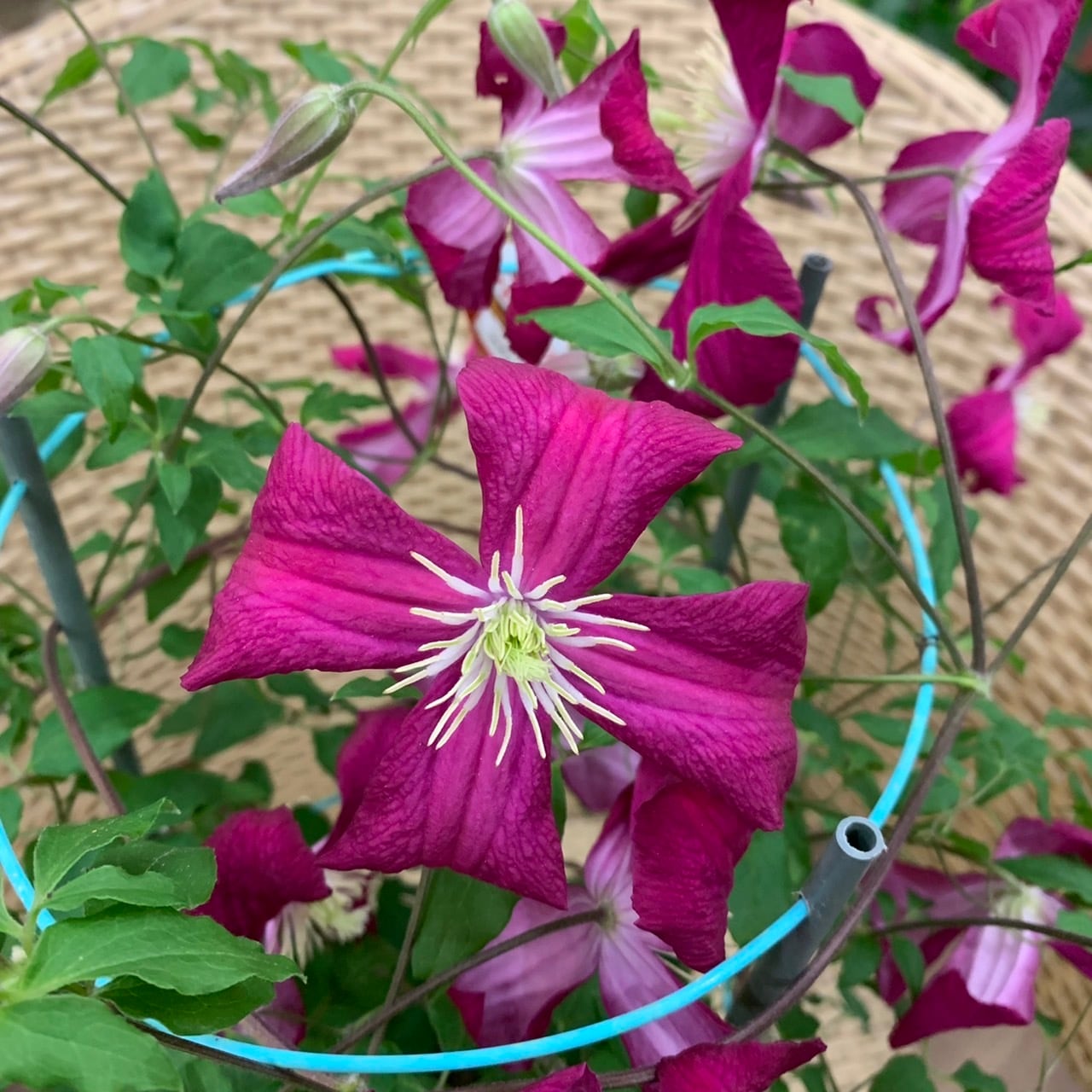 クレマチス マダムジュリアコレボン○四季咲き性 生育旺盛 多花性