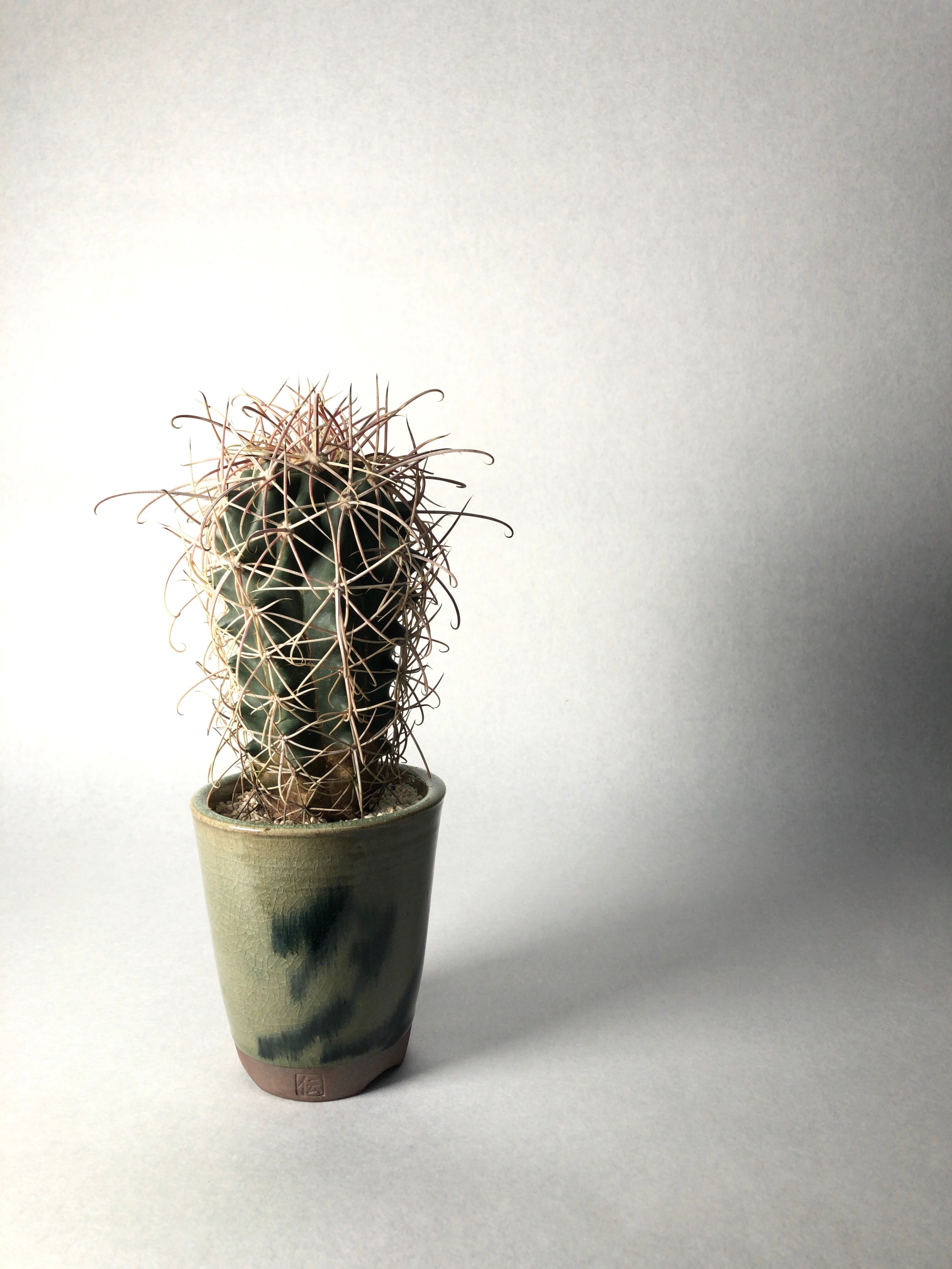 フェロカクタス・白鳥丸 | trigger