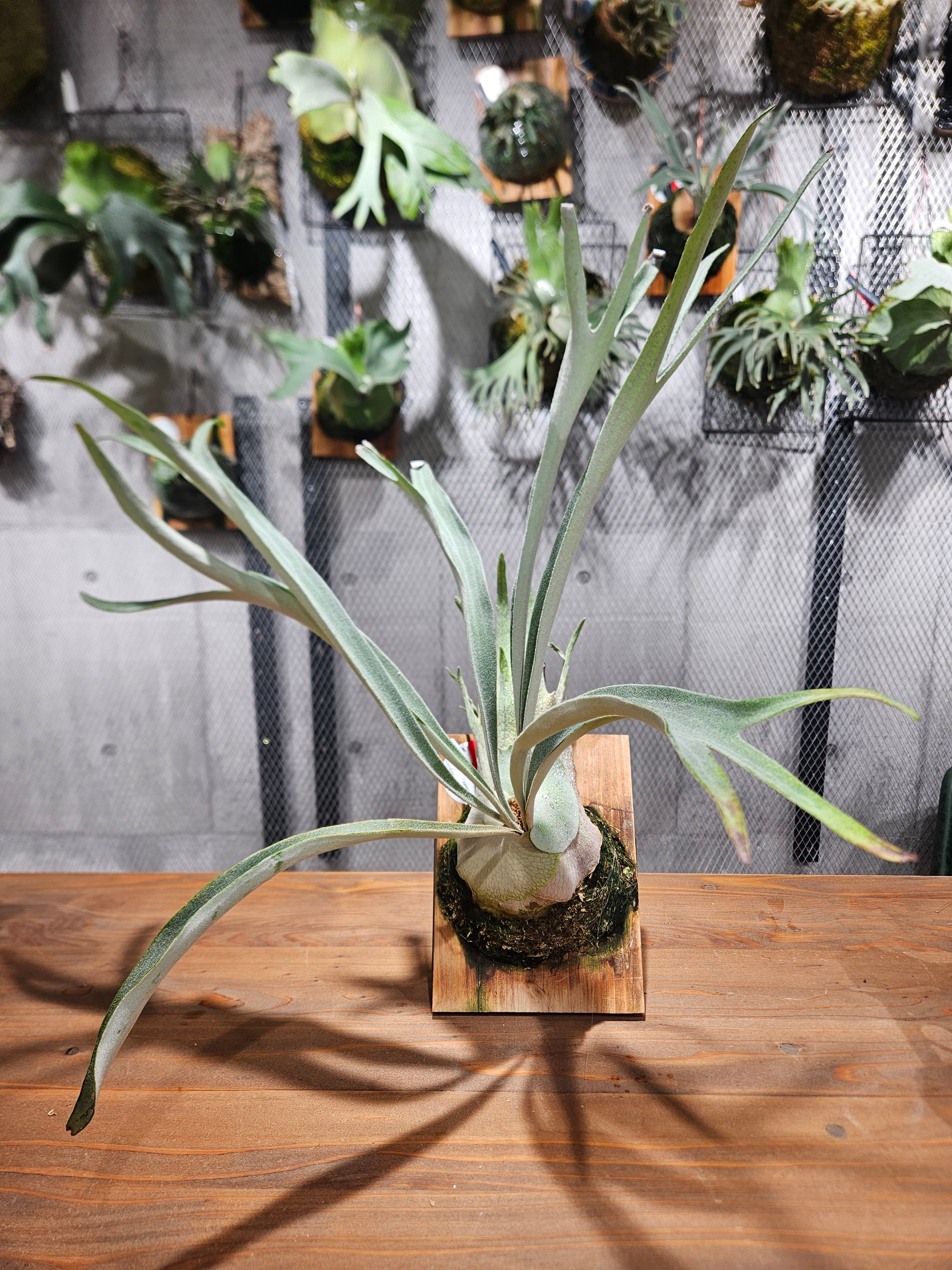 P. veitchii Auburn River, P. willinckii cv. Sailor Moon Select