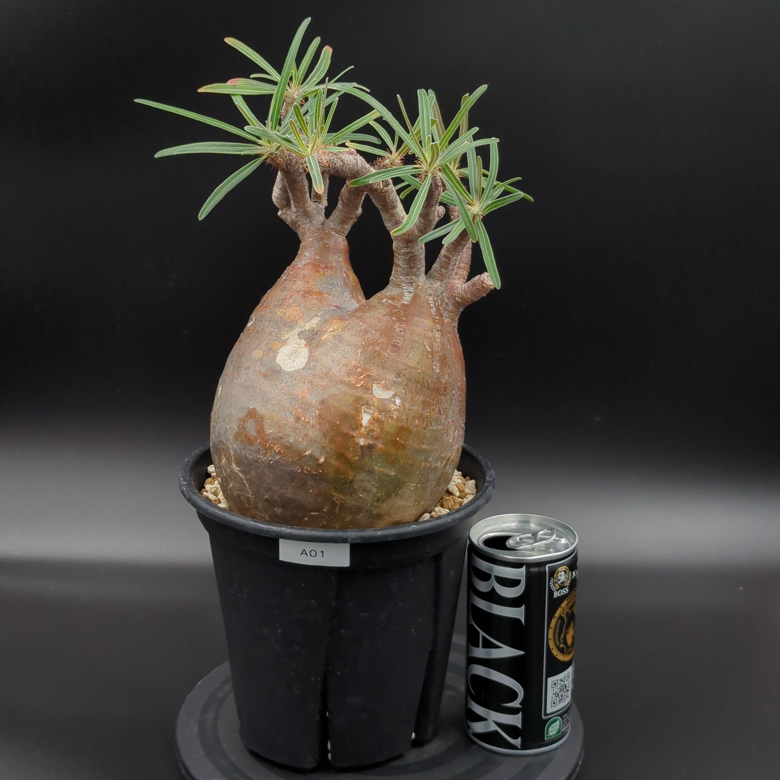 発根済】【現地球】パキポディウム グラキリス | BRIDGE GARDEN