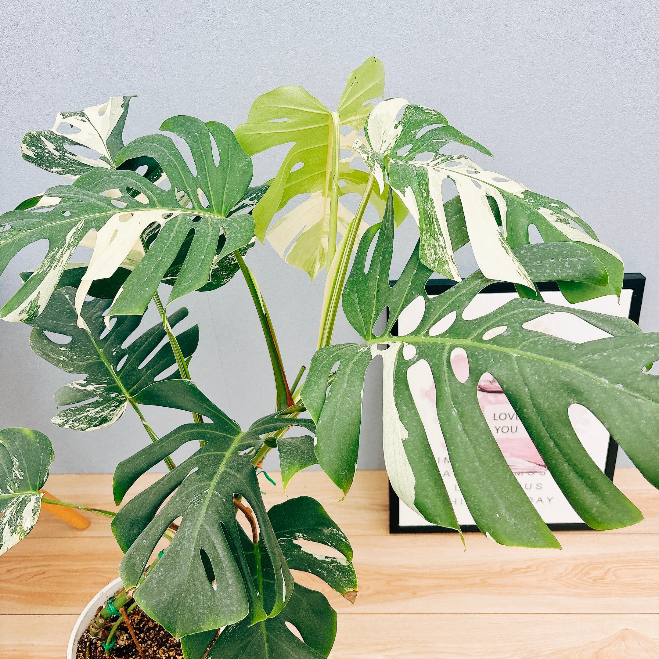 現品］【希少】R モンステラ ボルシギアナ 7号 白 斑入り 観葉植物