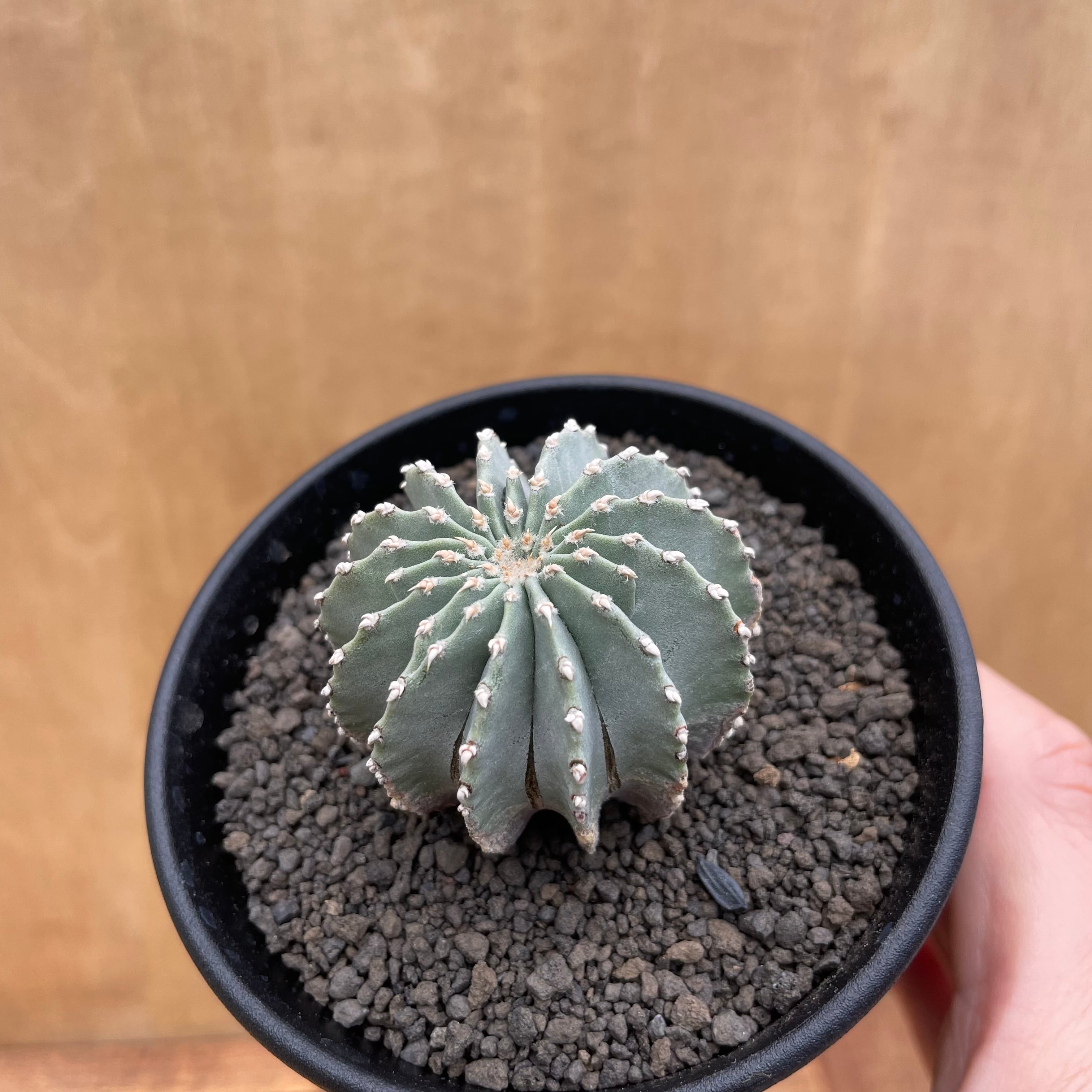 Geohintonia mexicana【ゲオヒントニア・メキシカーナ・実生