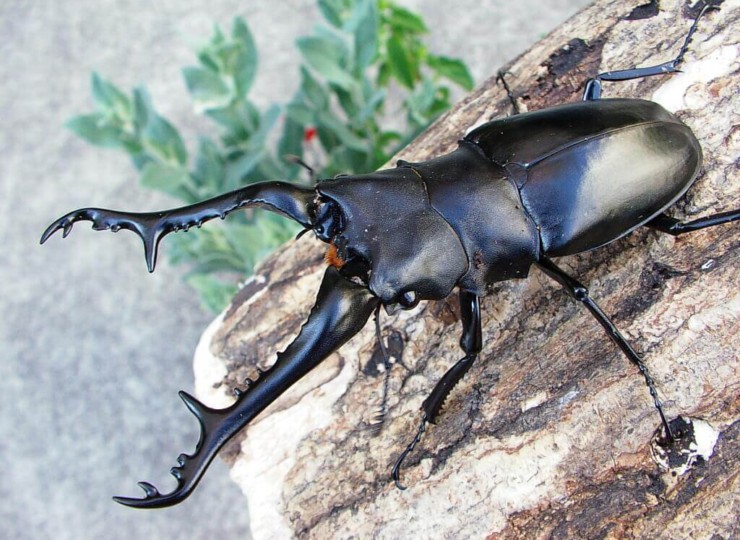 ギラファノコギリクワガタ | インセクトファームヨマセ