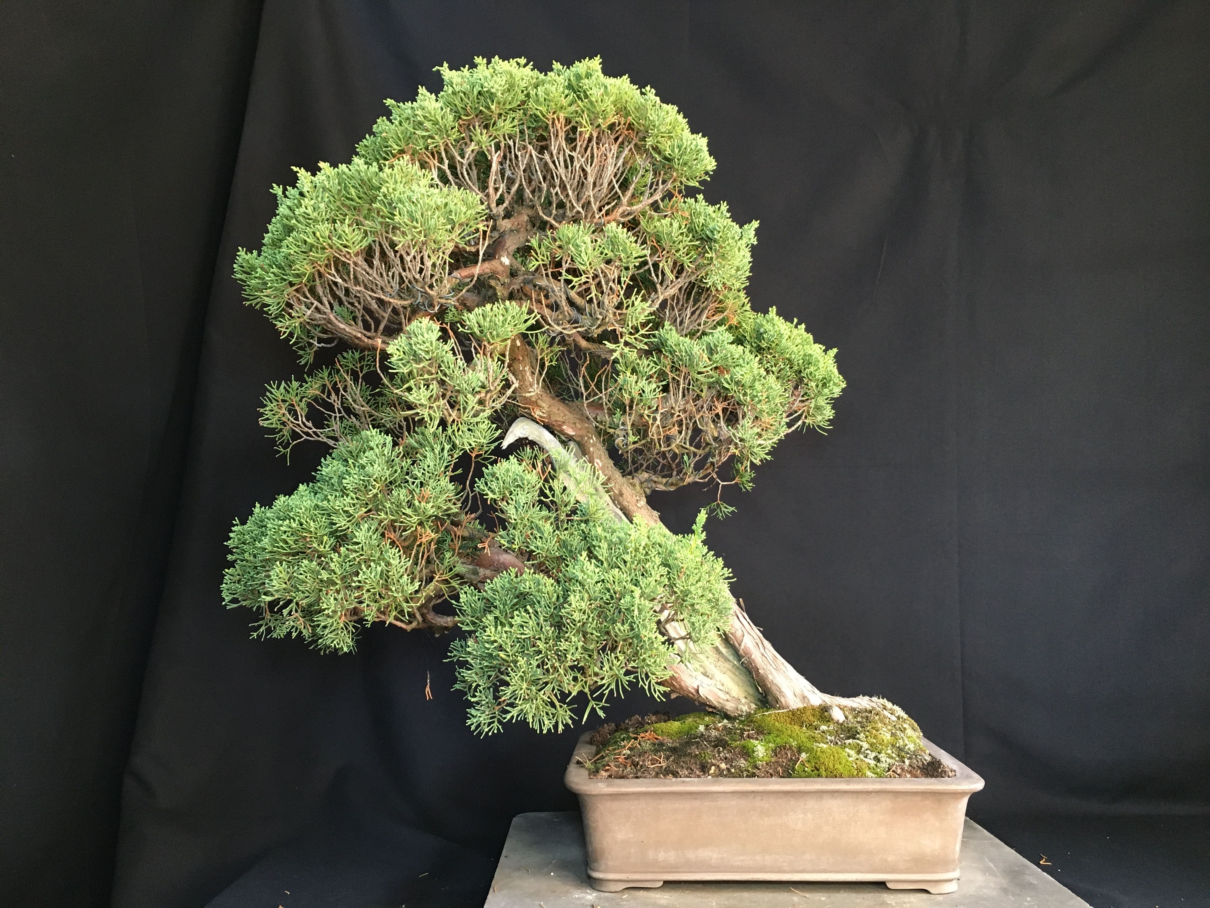 高級盆栽販売の盆栽.com / 糸魚川真柏