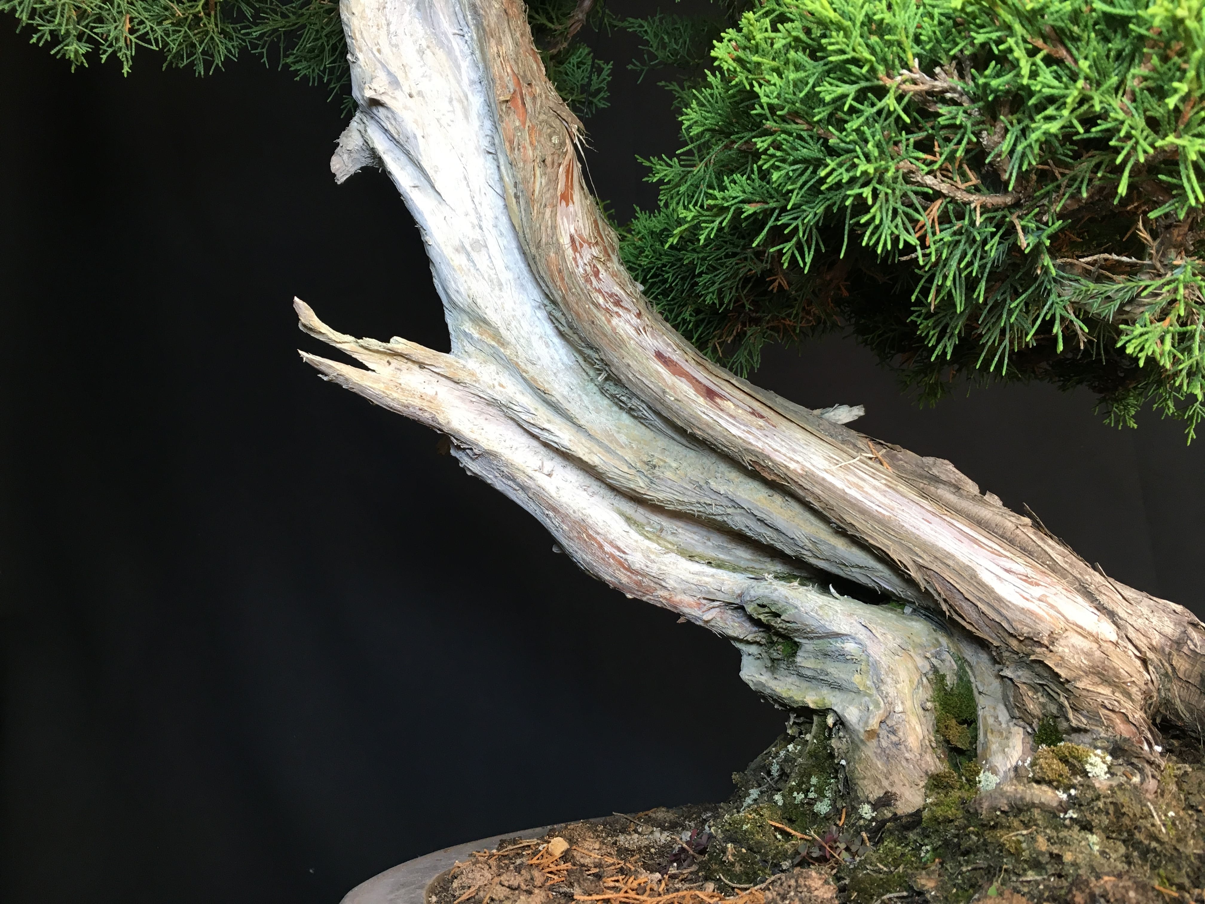 高級盆栽販売の盆栽.com / 糸魚川真柏