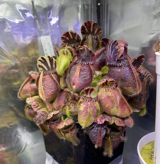Cephalotus follicularis 'Hummer's Giant' - セファロタス