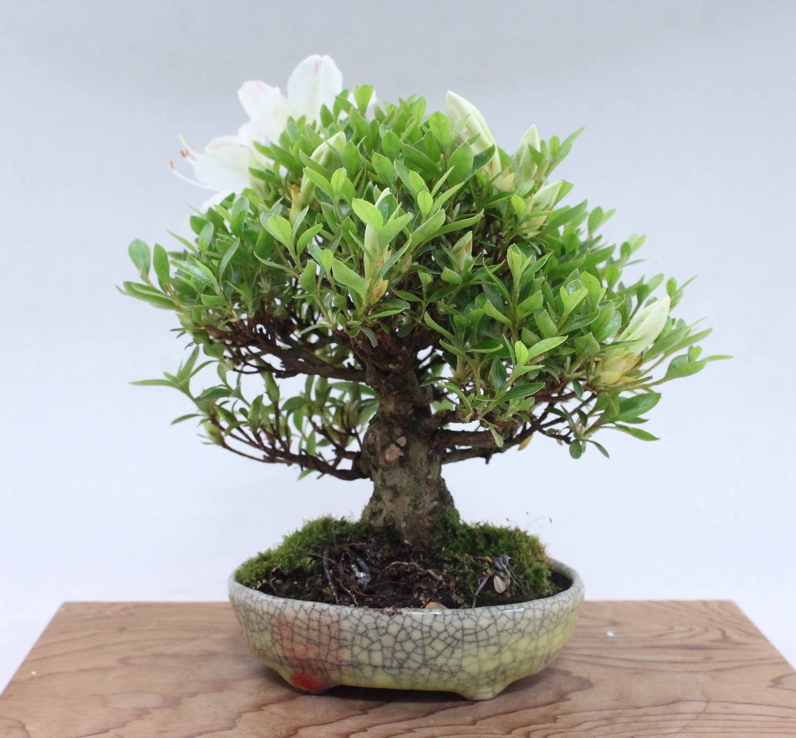 盆栽徒然草: さつきミニ盆栽（'明美の月）