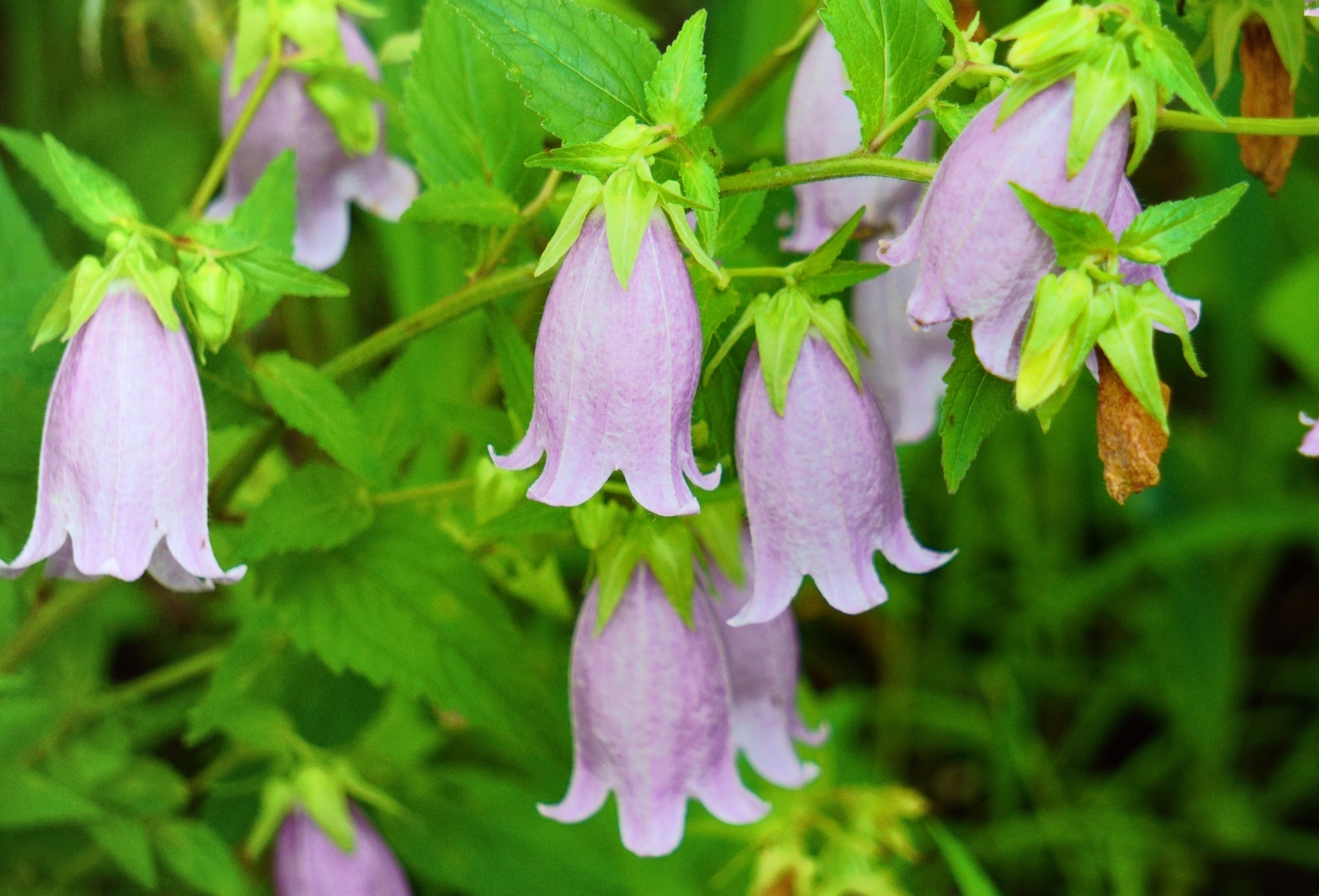 6月10日の誕生花は？トケイソウの花言葉・由来を紹介 | お花のギフト