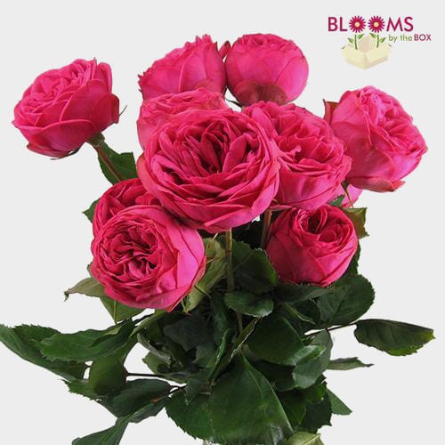 Garden Rose Pink Piano Dark Pink - Bulk - Wholesale - Blooms By