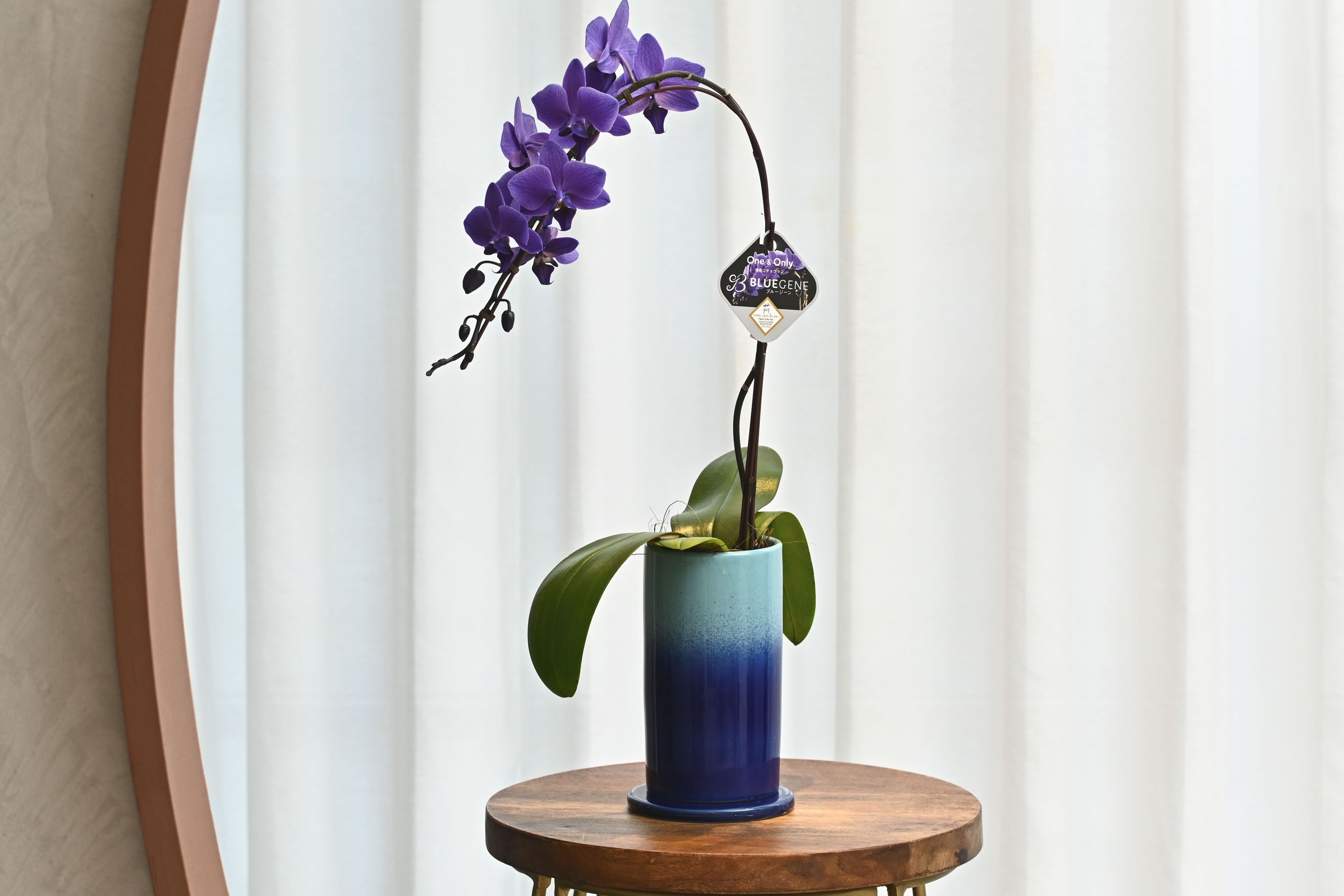 公式】青色胡蝶蘭ブルージーン1本立鉢 ブルーシリンダー／世界初の特別