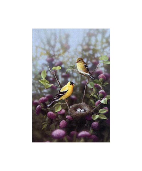 Bradley Jackson | Wildlife Artist