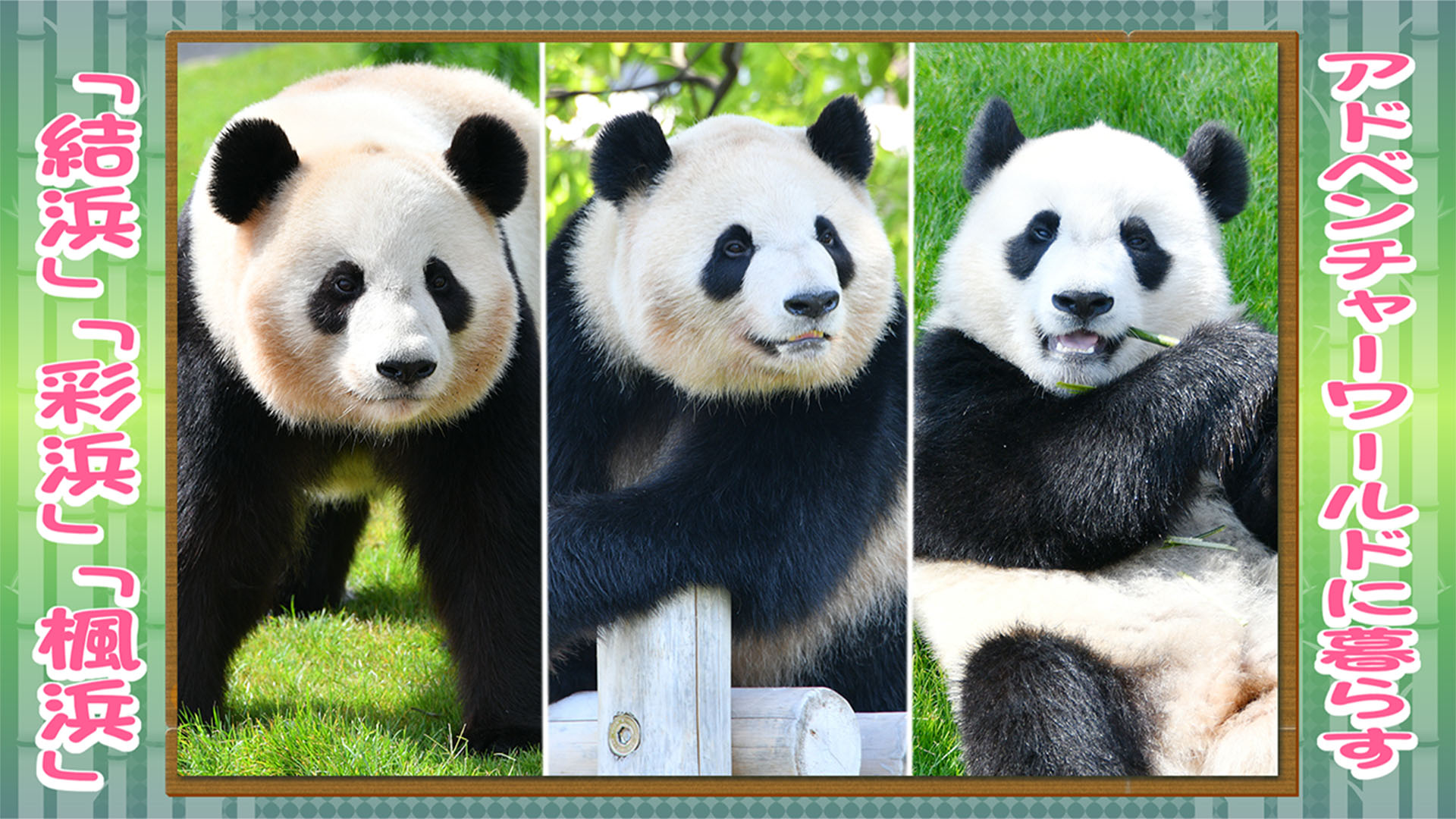 結浜」「彩浜」「楓浜」特集』 | アドベンチャーワールドのパンダたち