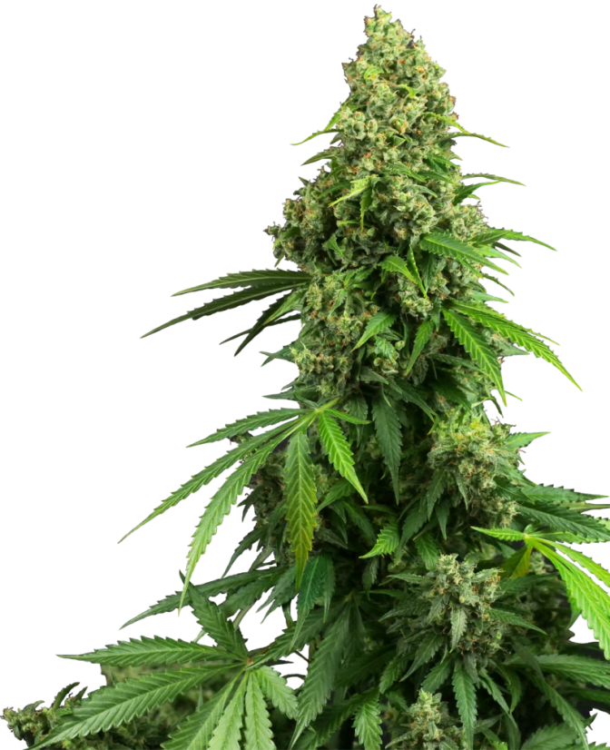 Sensi Seeds 大麻種子 ハニーメロンクッシュ オートマチック フェミ