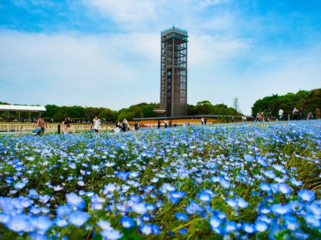 複数の会場で開催される「浜名湖花フェスタ2026」！ 会場までの