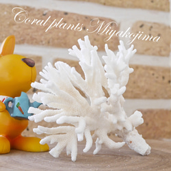 沖縄県宮古島産 天然 サンゴ S 素材販売 インテリア エアープランツ