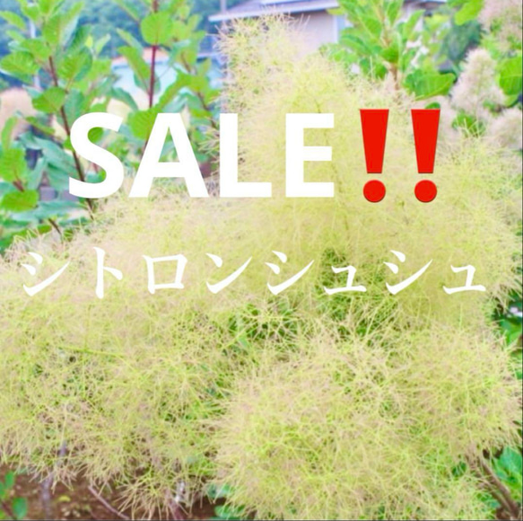 セール！スモークツリー 苗 シトロンシュシュ 苗木 雌株 ドライ