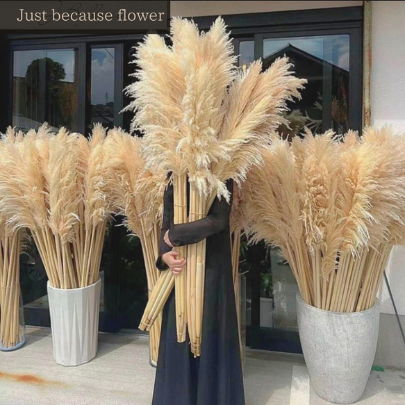 7本セット】最安値 特大 XLサイズ パンパスグラス パンパス ドライ