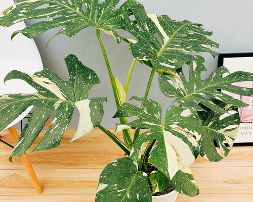 現品］【希少】3番 モンステラ デリシオーサ 斑入り 8号 観葉植物 レア