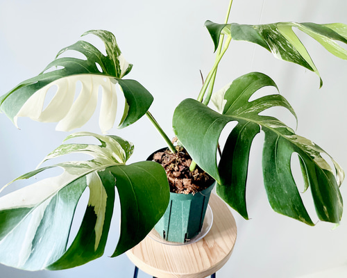 e3d508c35769249fd44a45ed8a4097