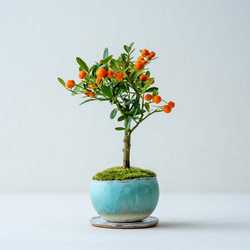 キンズ（金豆）｜青緑のうつわ 盆栽 Sekibokka 通販 17146913｜Creema