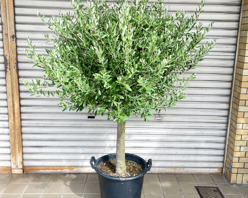 現品 超特大 盆栽樹形 オリーブの木 souju シプレッシーノ その他