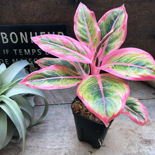 アグラオネマ ロータス デライト「Aglaonema Lotus Delight」♡大