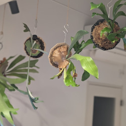 ビカクシダ 板 のおすすめ人気通販 検索結果｜Creema(クリーマ