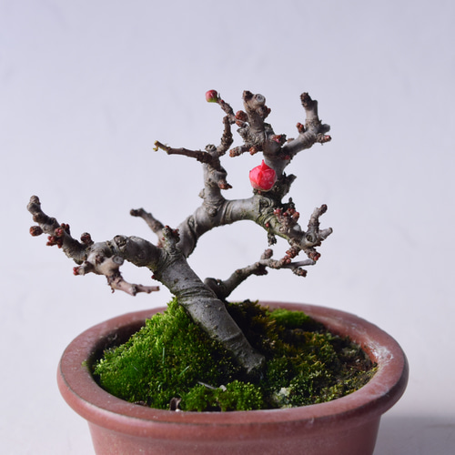 赤花長寿梅 盆栽28 盆栽 盆栽やす 通販 20310372｜Creema(クリーマ