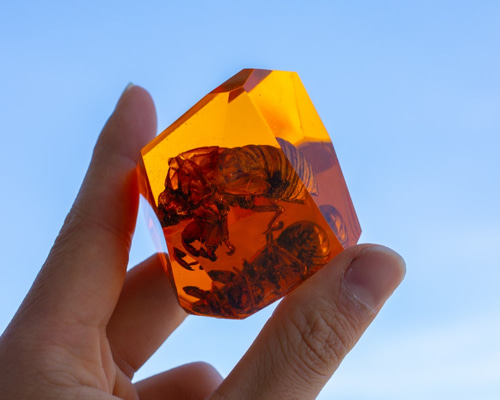 人工琥珀【蝉の抜け殻Ver】Artificial amber 立体・オブジェ ニケルxp