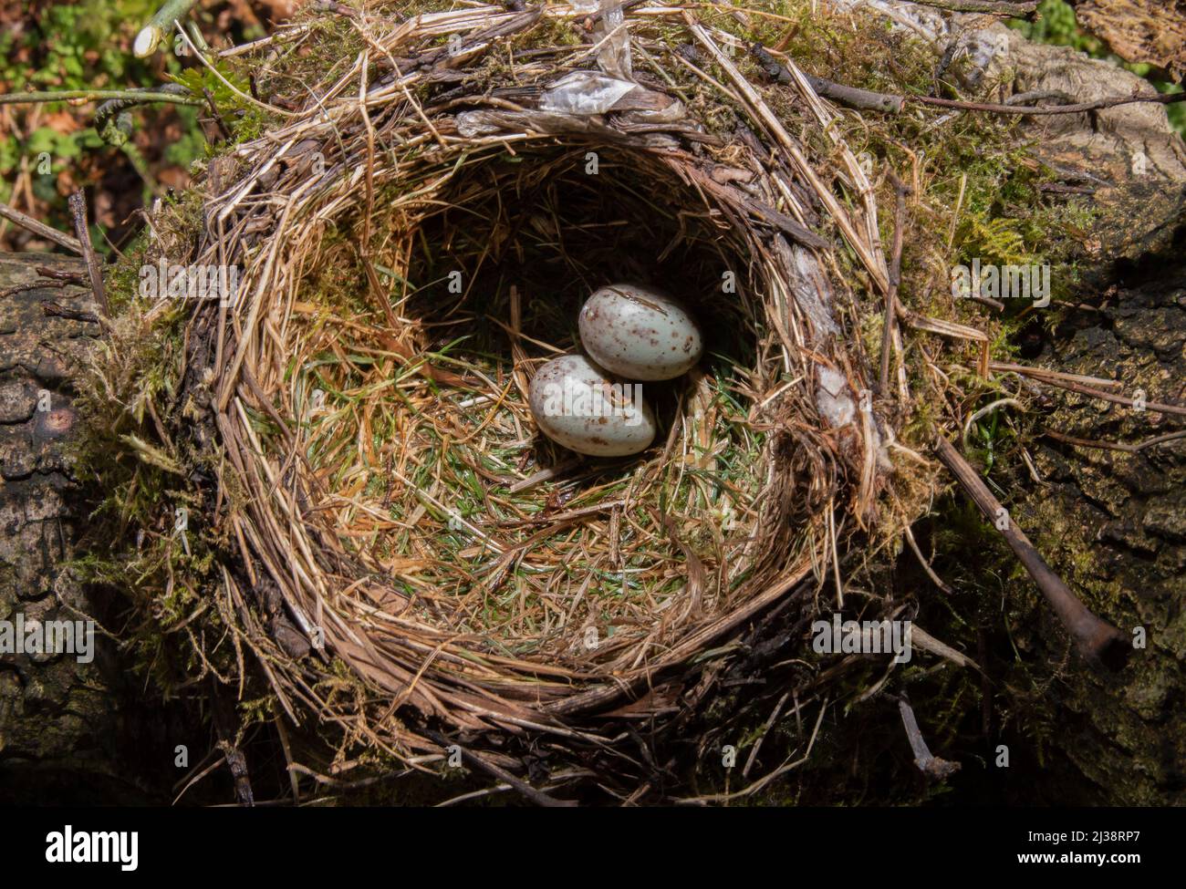 Mistle thrush eggs hi-res stock photography and images - Alamy