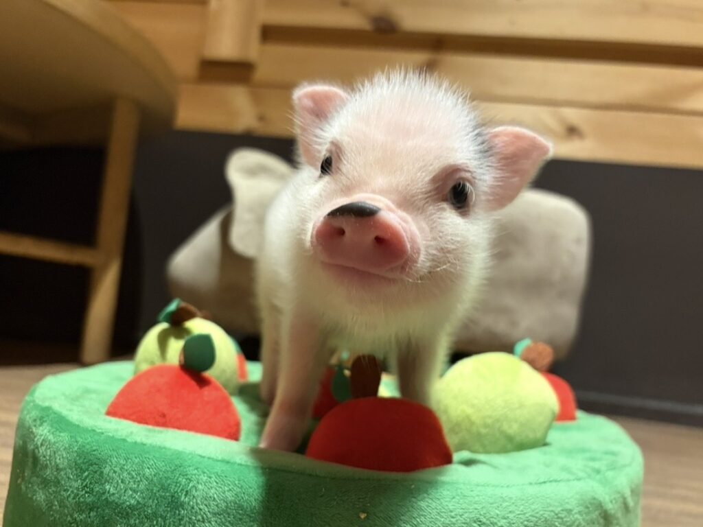 当店のマイクロブタ