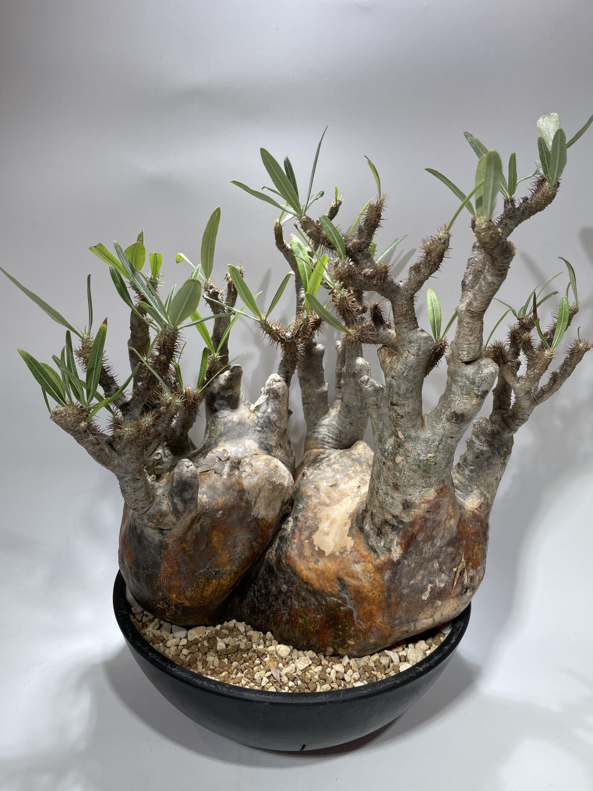 パキポディウム・グラキリス 現地球 – Caudex