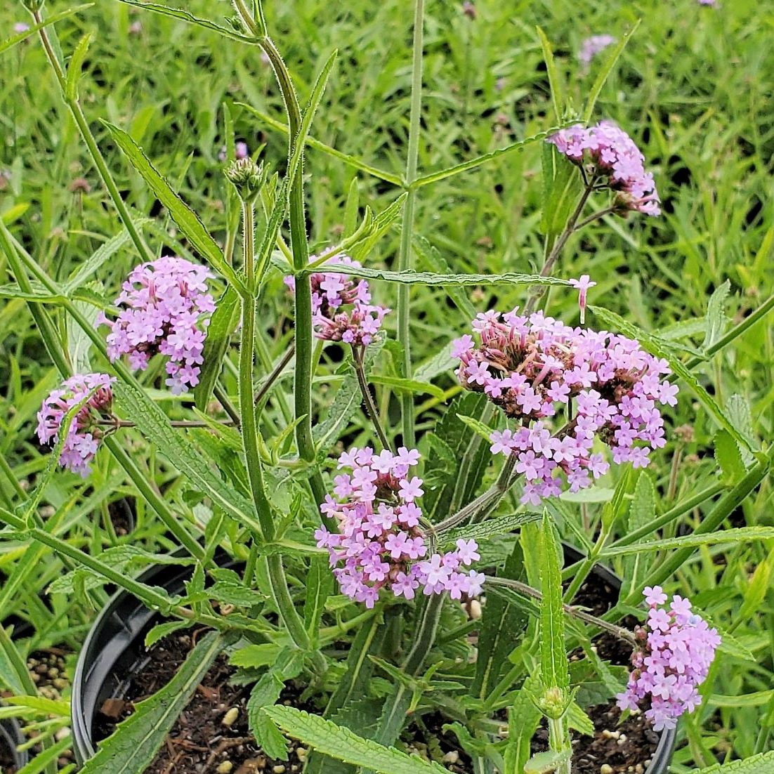Verbena bon. 'Lolipop' (Vervain) - Cavano's Perennials