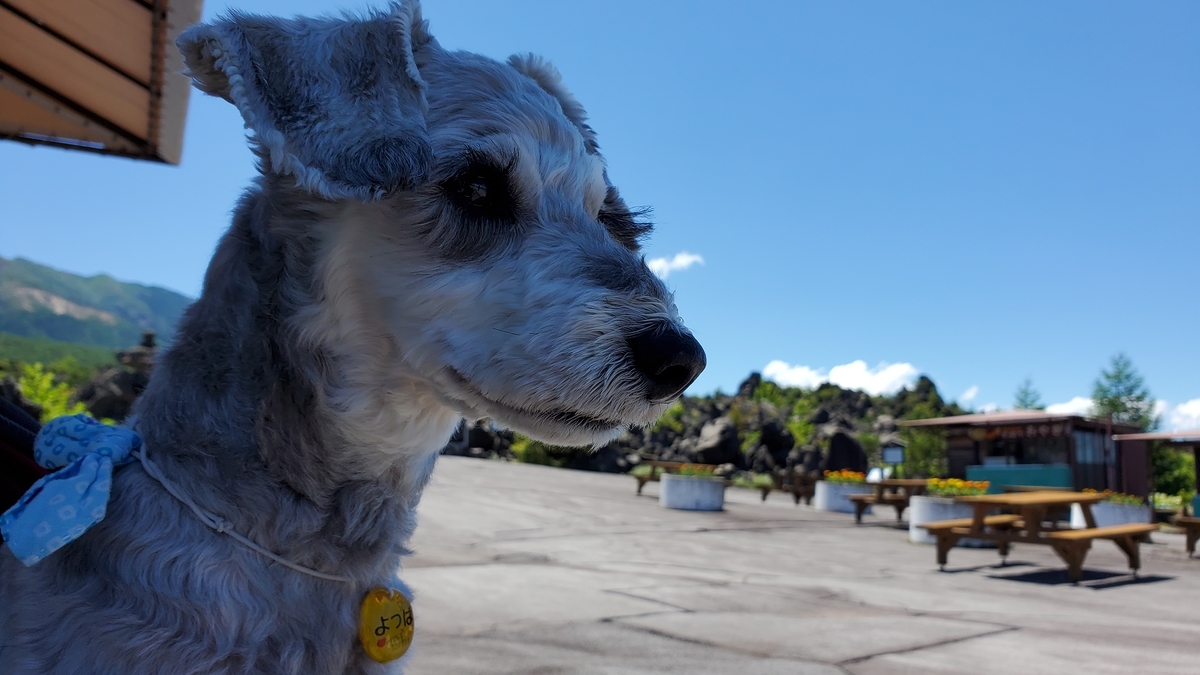 ❝鬼押出し園（魔除け鬼と友達 編）❞ 愛犬とおでかけ-群馬県観光