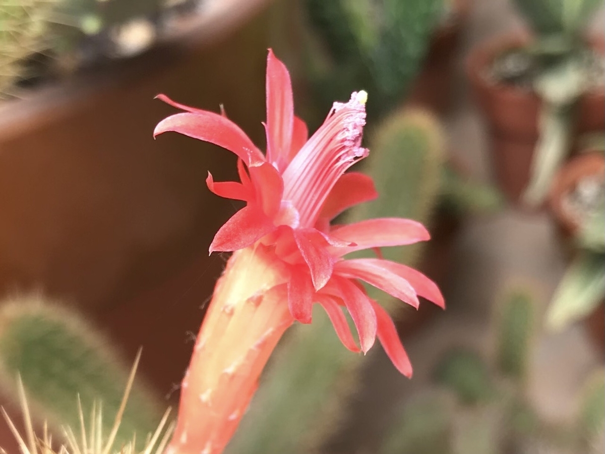 アケルシア・ロゼイフロラの今年3番目の赤い花 - ずん♪の多肉植物と