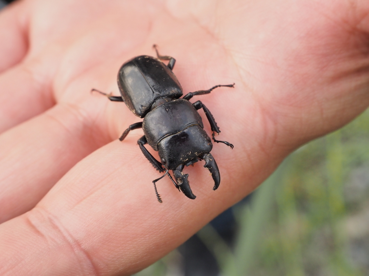 クワガタ・カブトムシ採集の基礎。成果を上げる探し方と道具などの