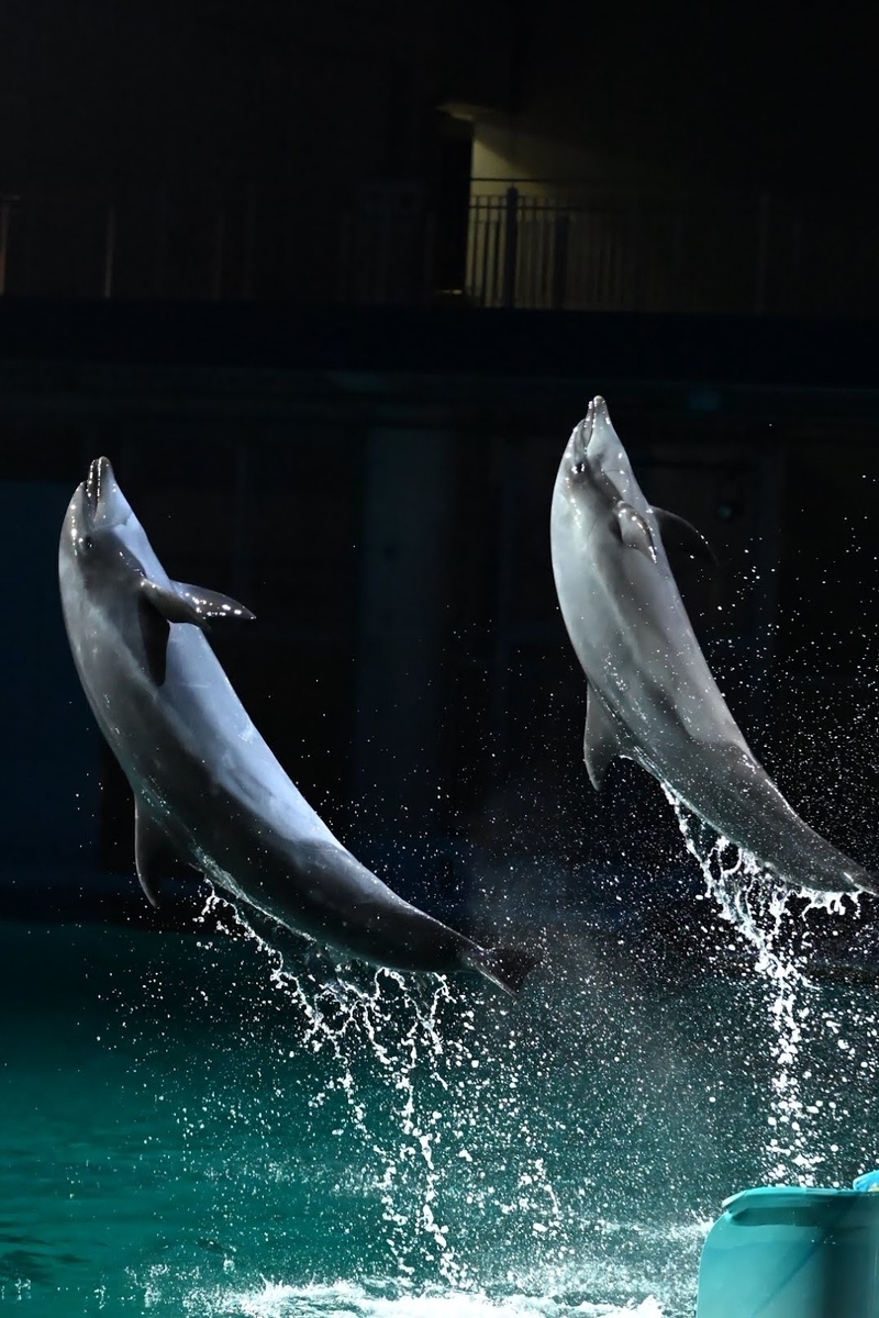 🐬横浜・八景島シーパラダイス へGO❗️ その② イルカショーの紹介