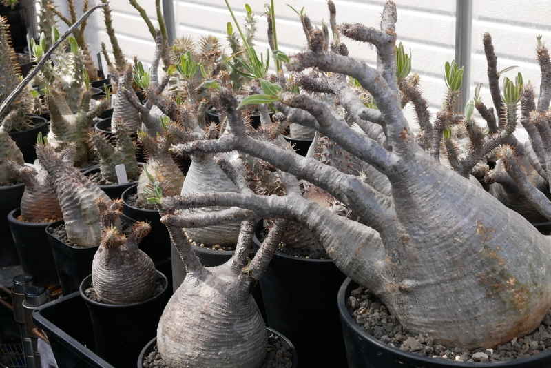 パキポディウム・グラキリスの発根管理について - 天気を気にするひと